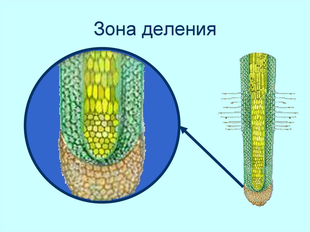 Рисунок зона роста корня