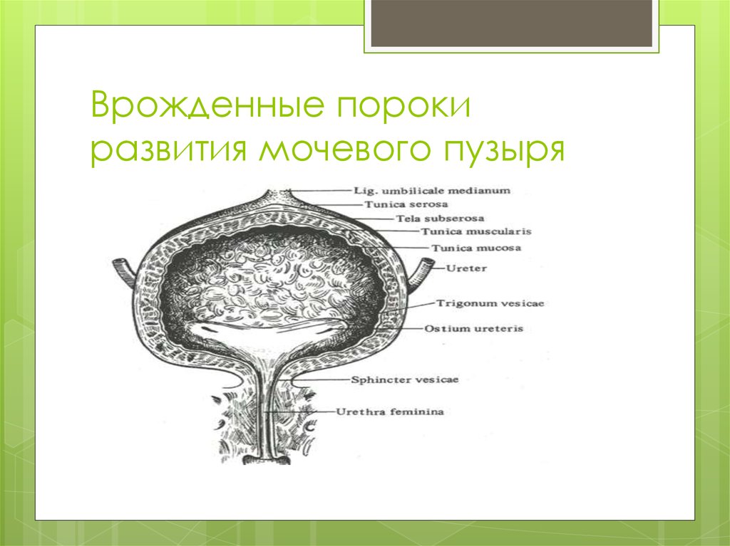 Особенности строения мочевого пузыря. Формирование мочевого пузыря. Пороки развития мочевого пузыря. Аномалии развития мочевого пузыря.