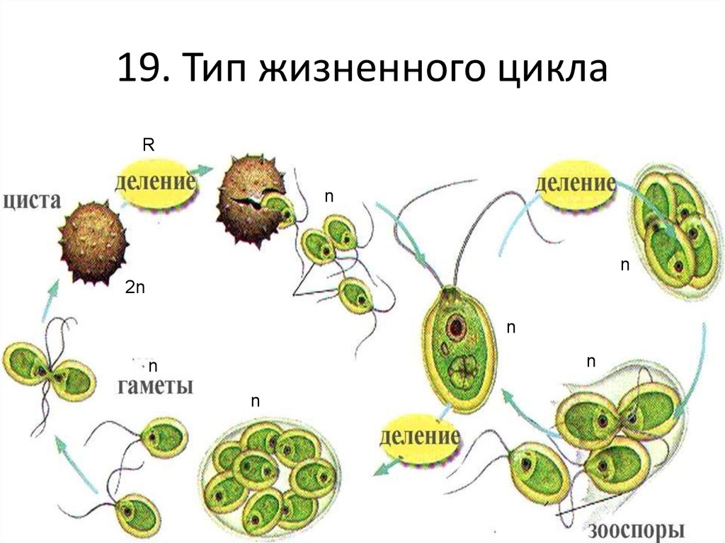 Какие стадии жизненного цикла споровых растений показаны на рисунке что общего у этих растений
