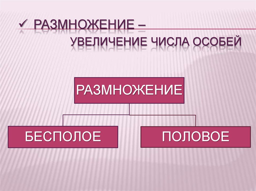 Индивидуальное развитие организма 9 класс. Увеличение числа организмов – это. Размножение это увеличение числа. Размножение увеличение числа особи. Быстрое увеличение числа особей какое размножение.