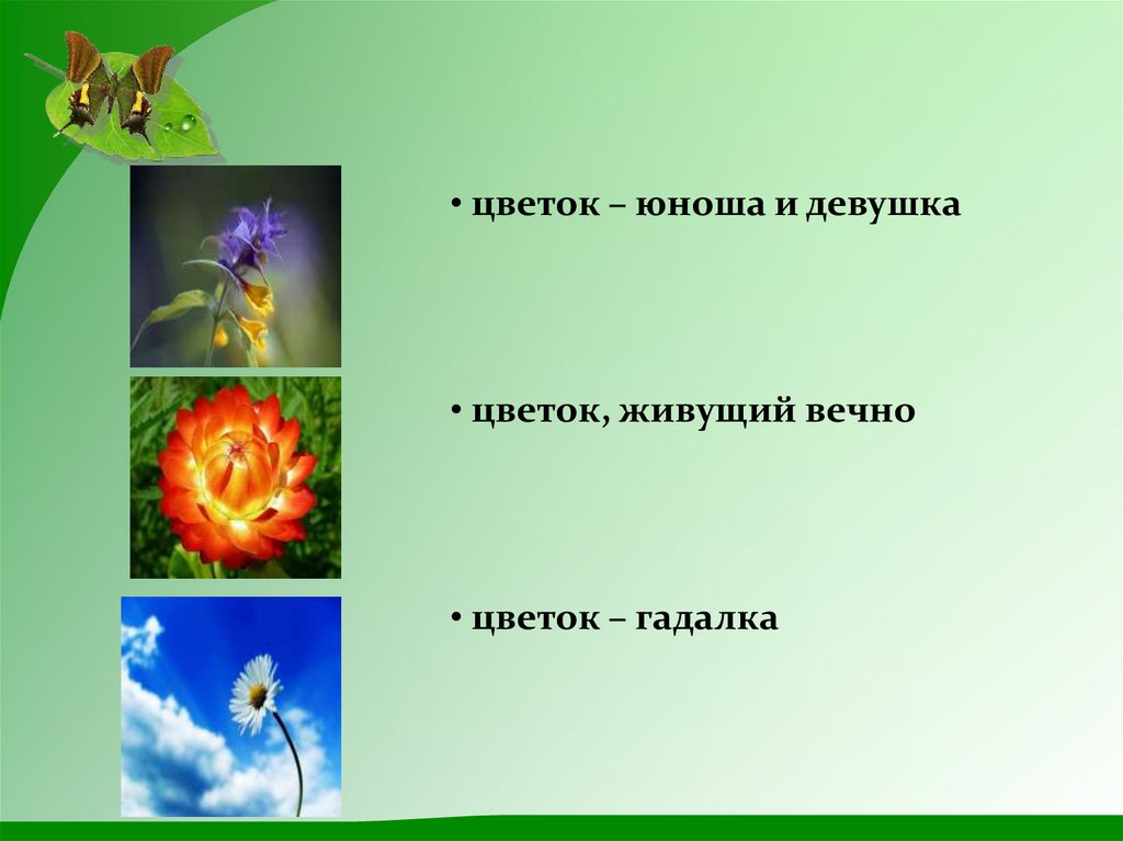 Жил цветок. Цветок вечной жизни. Цветок живущий вечно. Загадка Иван да Марья. Цветы которые живут вечно.