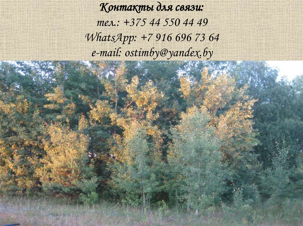 Контакты для связи: тел.: +375 44 550 44 49 WhatsApp: +7 916 696 73 64 e-mail: ostimby@yandex.by