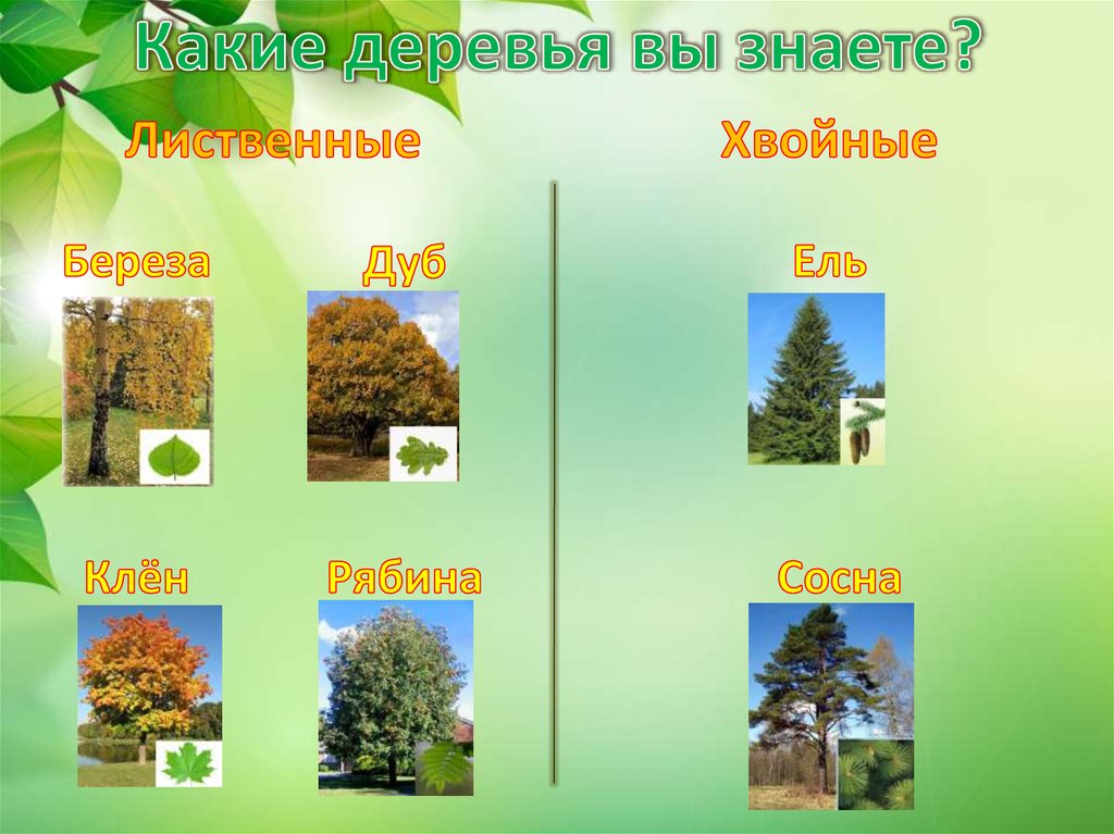 Какие деревья лиственные. Какие хвойные и лиственные деревья вы знаете. Липа хвойное или лиственное дерево. Сосна лиственное или хвойное. Рябина хвойное или лиственное дерево.