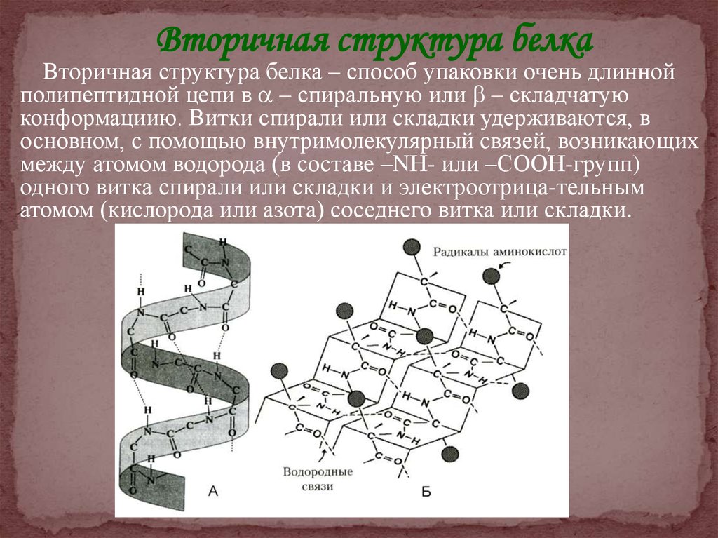 Вторичную структуру белка определяют. Вторичная структура белка бета. Вторичная структура белка. Виды вторичной структуры. Вторичная структура белка листы. Альфа спираль вторичной структуры.