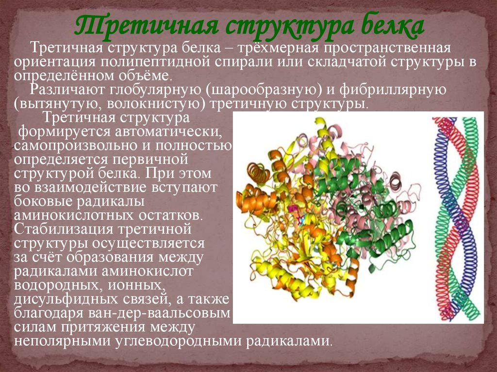 Особенности внутреннего строения белки. Третичная структура белка глобулярные и фибриллярные. Третичная структура белков фибриллярные и глобулярные белки. Третичная структура белка. Глобулярные и фибриллярные белки. Белок трехмерная структура.