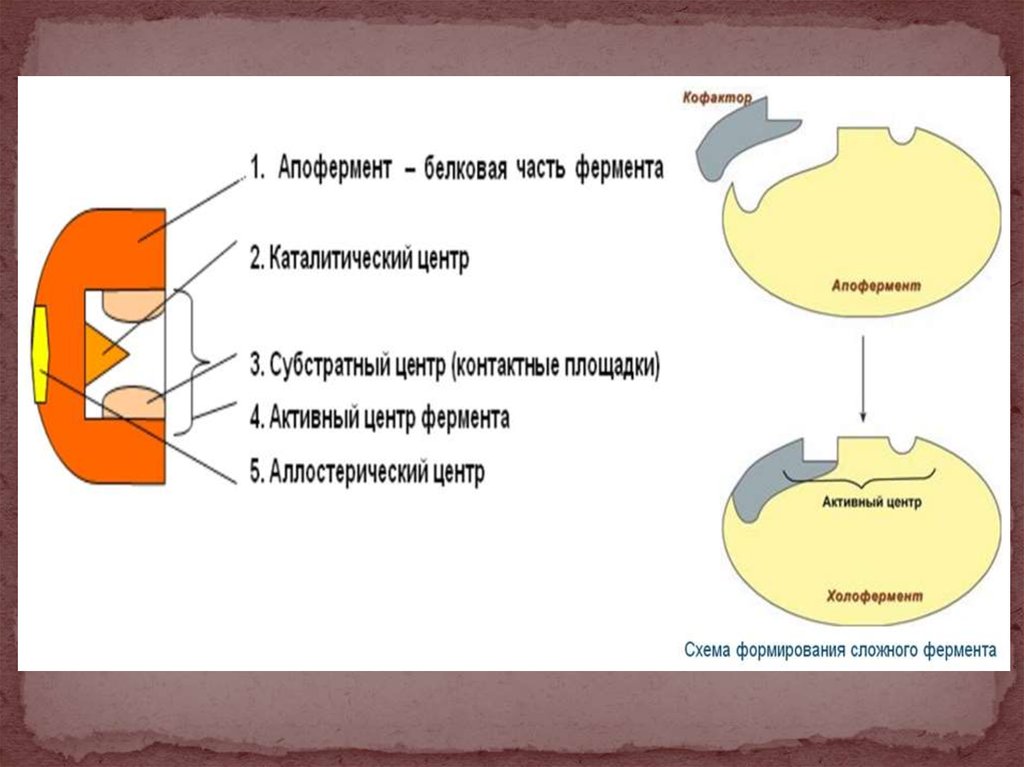 Состав центров ферментов. Строение фермента кофермент и апофермент. Строение апофермента. Строение ферментов апофермент кофермент активный центр. Структура фермента схема.