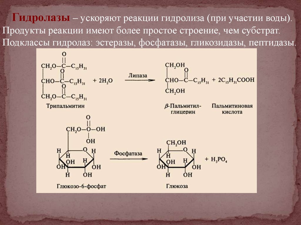 Фермент класса гидролаз. Гидролазы ферменты реакция. Реакции с гидролазами биохимия. Схема реакции гидролазы. Гидролазы (реакции гидролиза) реакции.