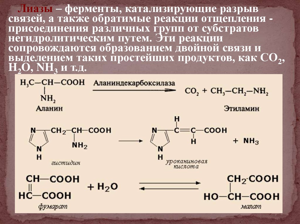 Лиазы ферменты. ЛИАЗЫ коферменты. Ферменты класса ЛИАЗ. ЛИАЗЫ катализируют реакции.