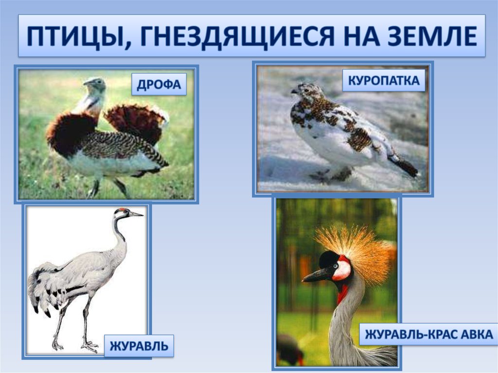 Дрофа природная зона. Жаворонок куропатка журавль Дрофа. Дрофа и куропатка. Природные зоны России Дрофа.