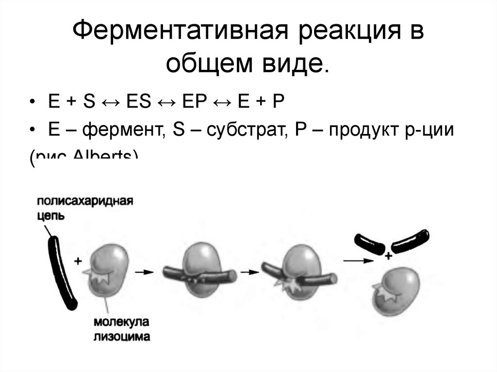 Ферменты реакции примеры