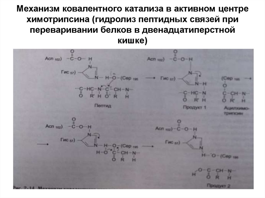 Гидролиз белков пепсином