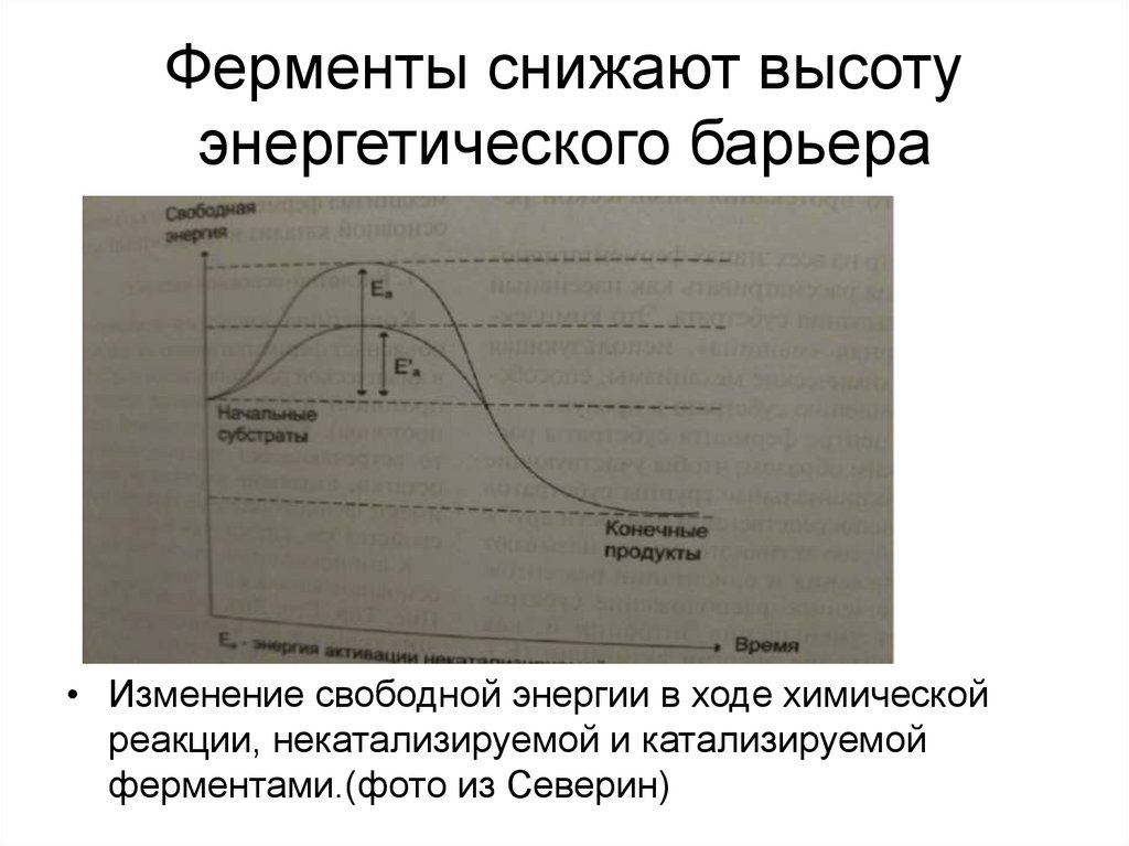 Ферменты снижают высоту энергетического барьера