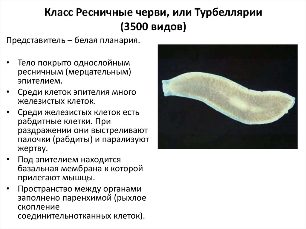 Тип плоские черви примеры животных. Краткая общая характеристика плоских червей. Общая характеристика типа плоские черви кратко. Краткая характеристика типа плоские черви. Реснитчатые черви планария.