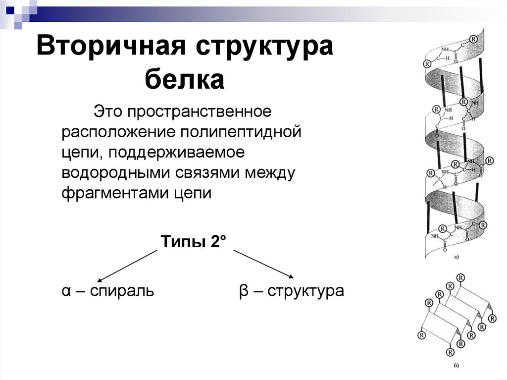 Вторичная структура какие связи