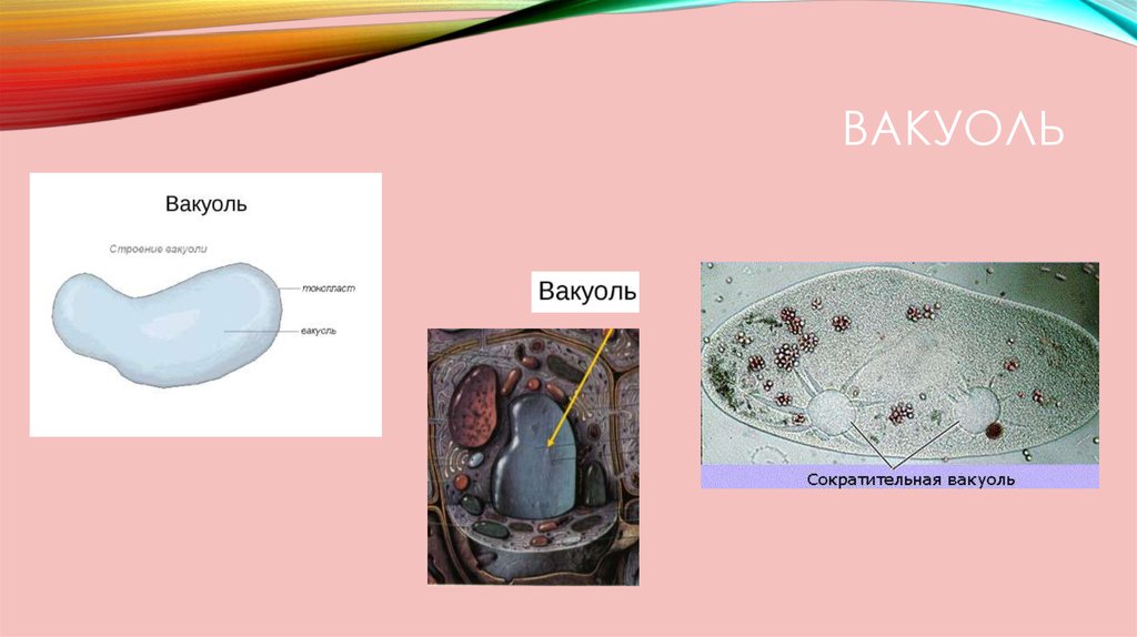 Рисунок вакуоли клетки. Строение вакуоли 5 класс биология. Вакуоль схематический рисунок. Вакуоли строение рисунок. Крупная Центральная вакуоль.