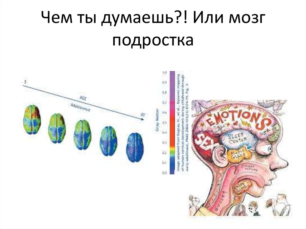 Возраст мозга 2. Мозг подростков.