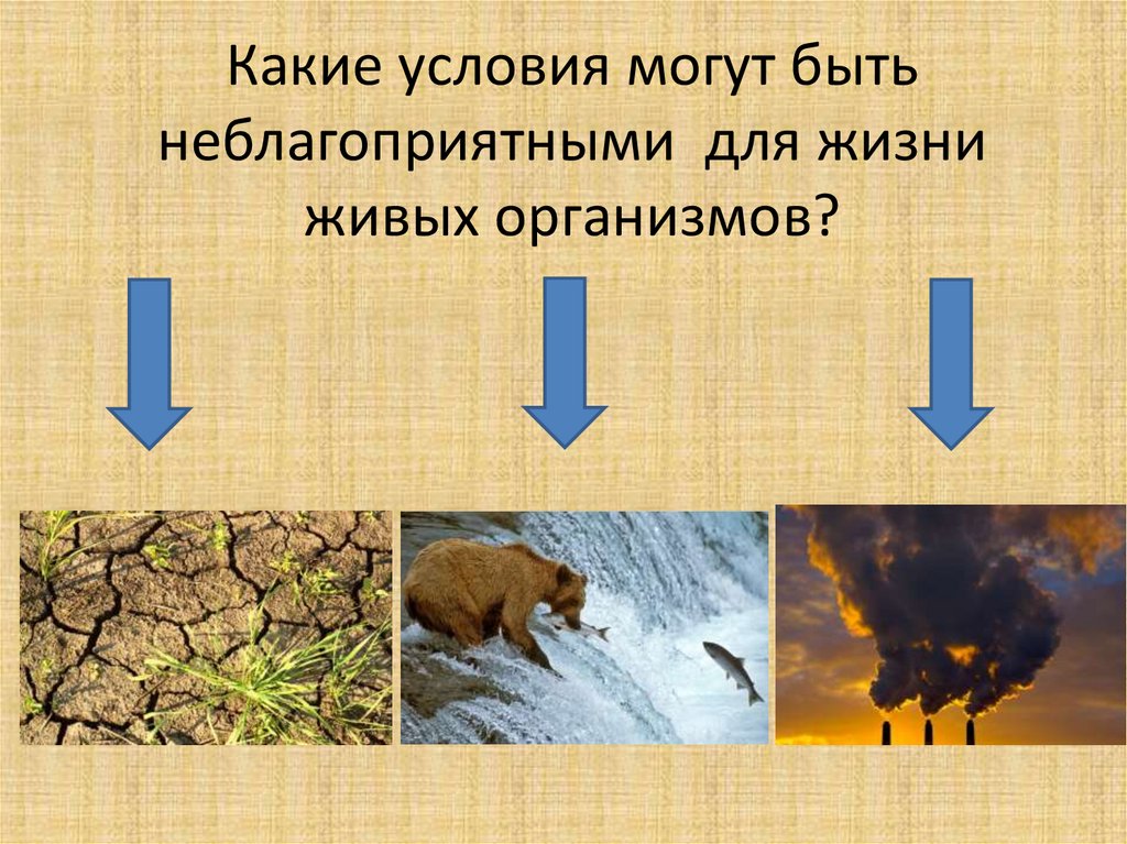 Современный мир живых организмов 7 класс презентация