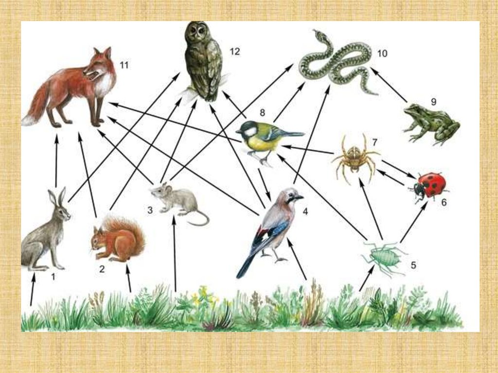 Пищевая цепочка елового леса биология 5 рисунок