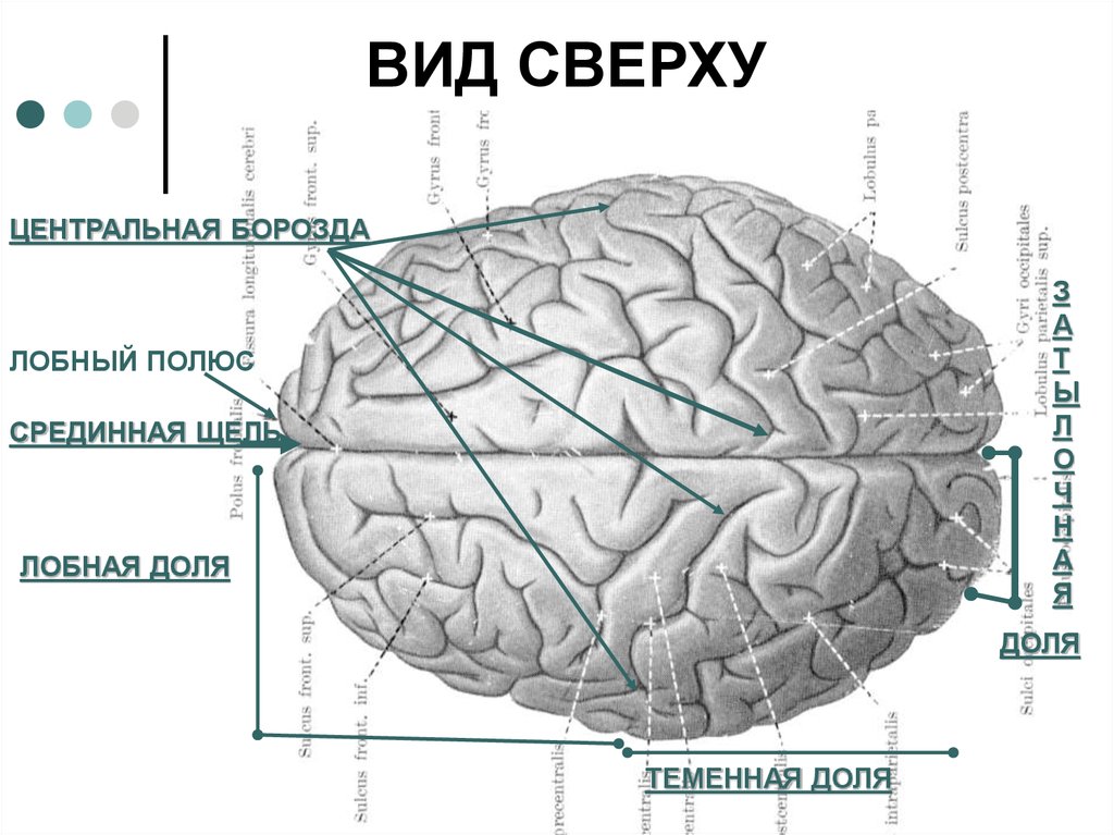 Brain 89