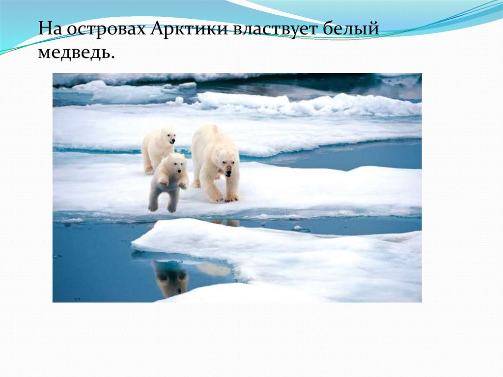 Видео где живут белые медведи 1 класс. Белый медведь учитель. Острова арктического института. Рекламный лозунг арктической пустыни. Белый медведь в арктической пустыне кожа и шерсть описание.