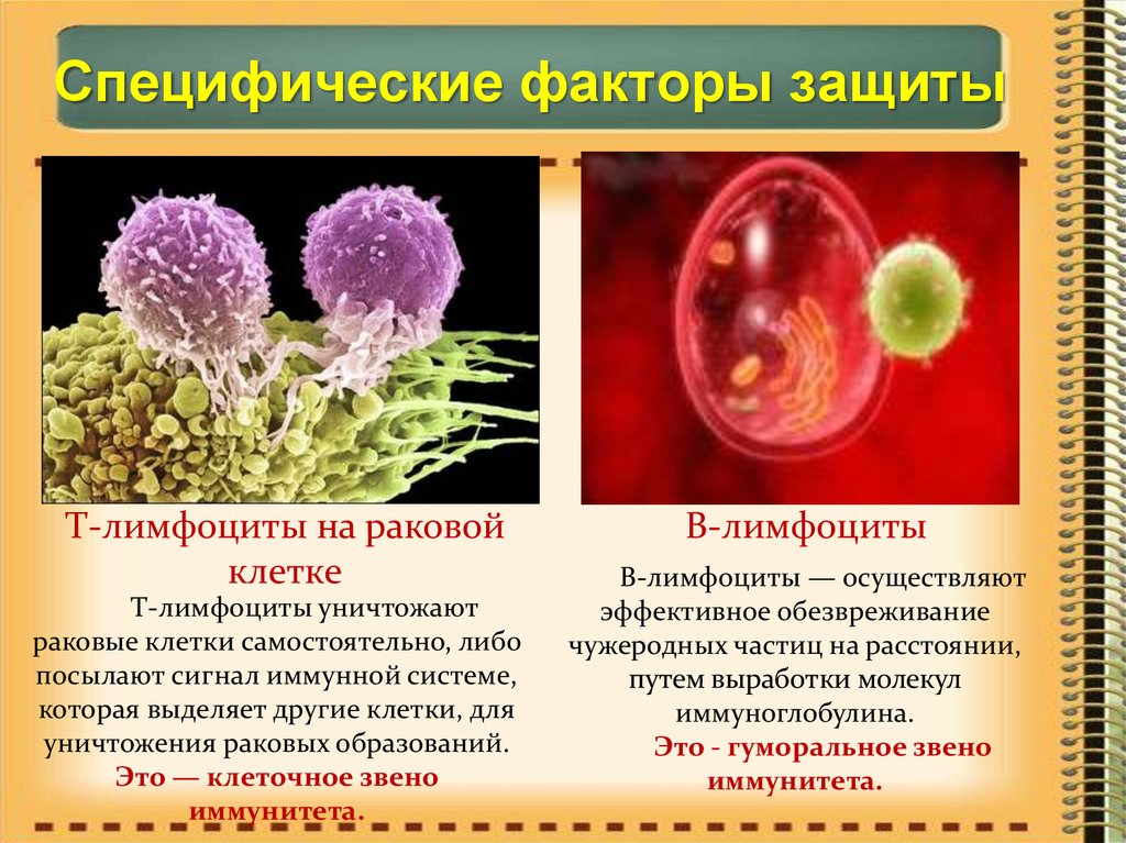 Неспецифический ответ организма на любое. Специфические защитные факторы организма. Специфические факторы иммунной защиты организма. Специфические и неспецифические факторы защиты. Специфические факторы иммунитета микробиология.