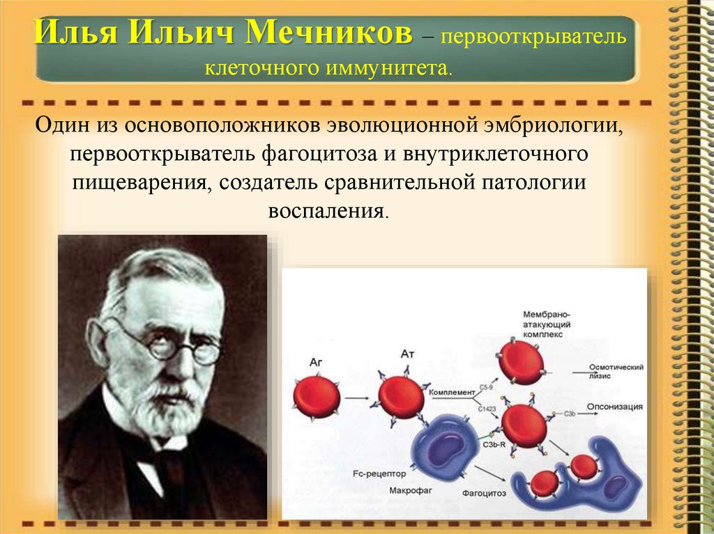 Кто считается основателем эмбриологии. Мечников основоположник фагоцитарной теории иммунитета.