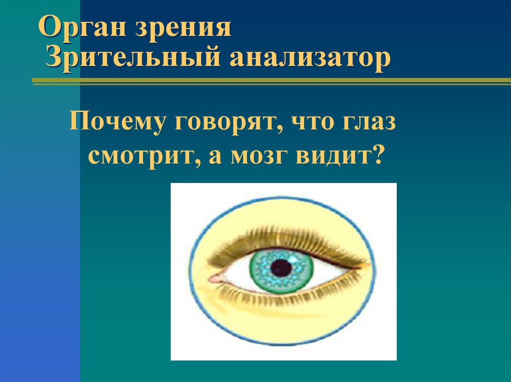 Презентация на тему зрительный анализатор строение и функции глаза