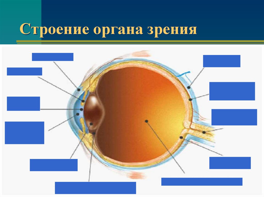 Анатомо физиологические особенности органа зрения презентация