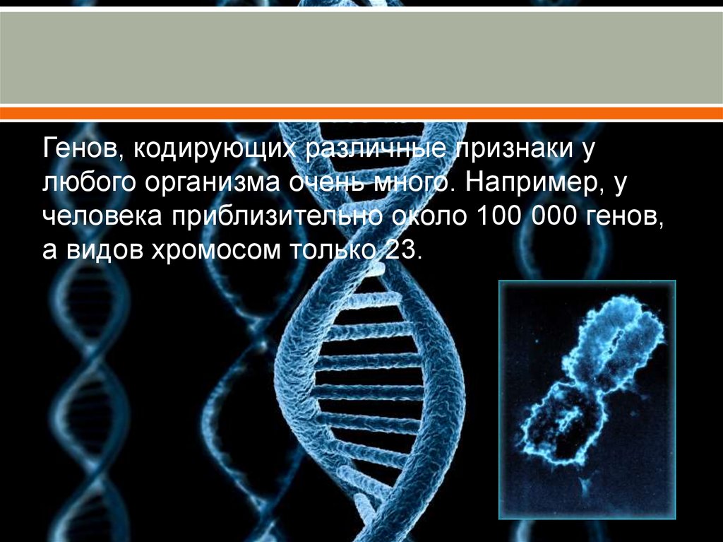 Примеры генов человека. Виды генов человека. Виды генов в биологии. Геномы человека и других организмов. Геном любого организма.