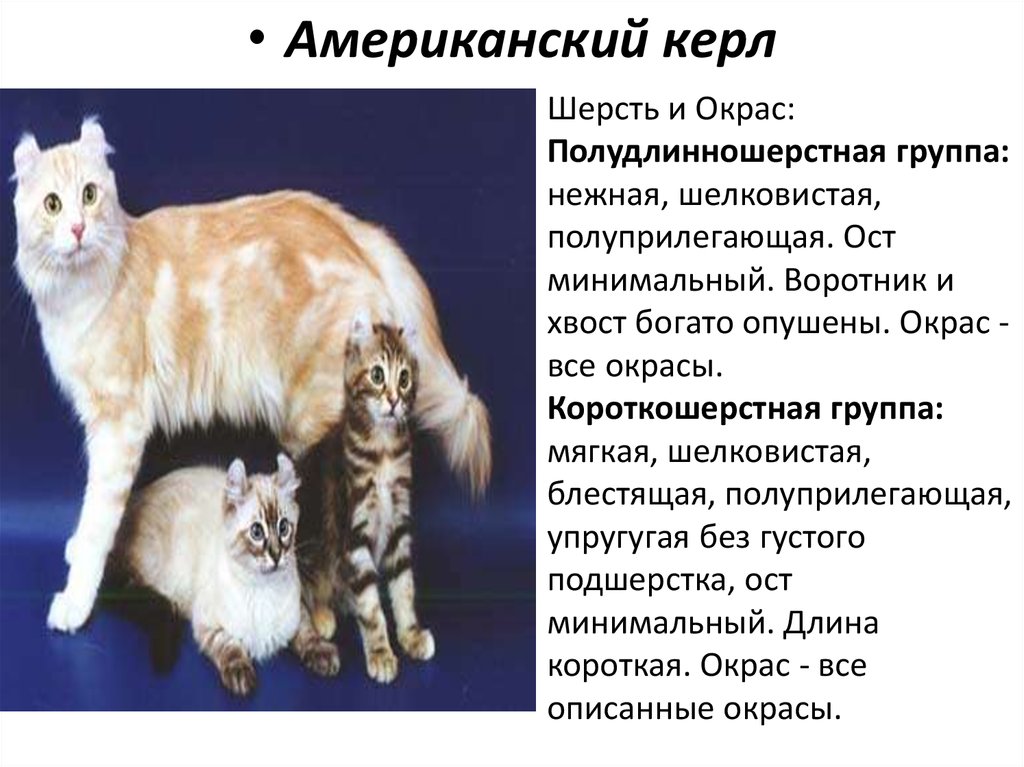Рассмотрите фотографию кошки породы американский керл