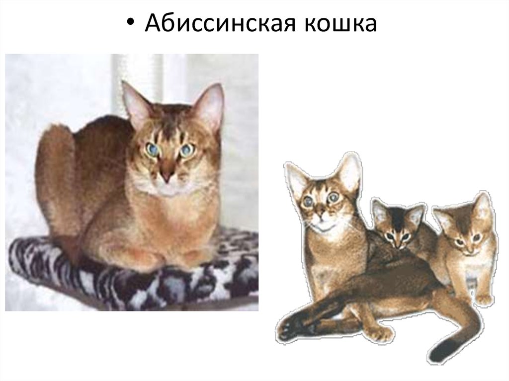 Рассмотрите фотографию кошки породы. Короткошерстный полудлинношерстный как отличить. Лекции котам.