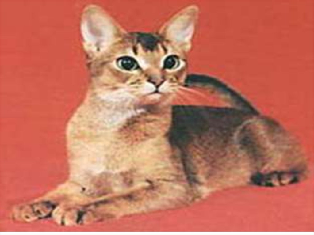 Рассмотрите фотографию кошки породы абиссинская и выполните. Абиссинская кошка в древнем Египте. Клички для абиссинских кошек. Абиссинская кошка Размеры. Абиссин кот кличка.