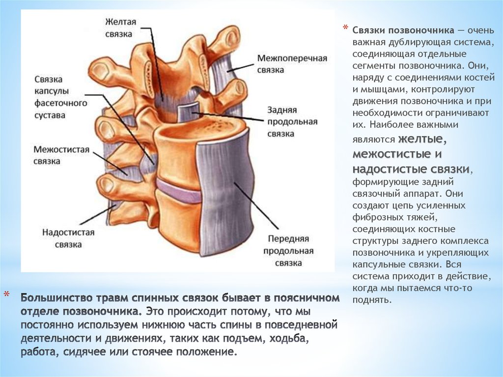 Большинство травм спинных связок бывает в поясничном отделе позвоночника. Это происходит потому, что мы постоянно используем
