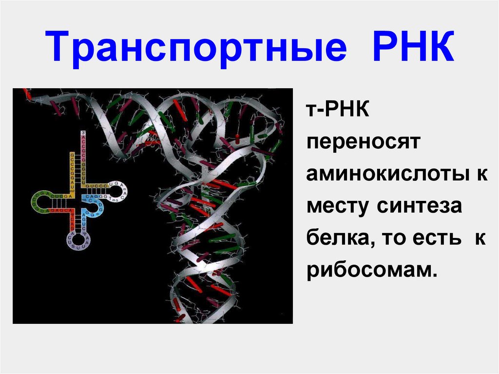 Роль нуклеиновых кислот в синтезе белка. РНК фото. Транспортная РНК переносит. Место синтеза транспортной РНК.