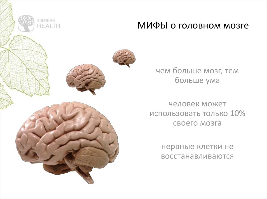 Особенности работы мозга. Развиваем мозг. Интересное про мозг. Интересные факты о мозге. Улучшение работоспособности мозга.