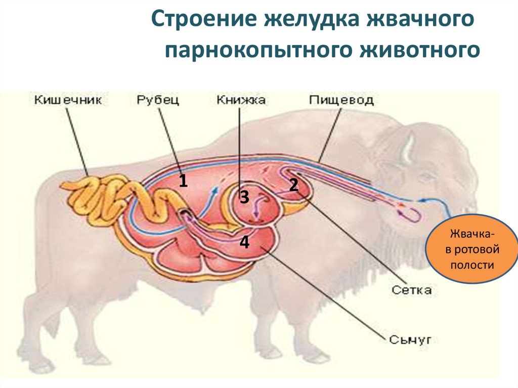 Какое животное имеет желудок строение которого изображено на рисунке