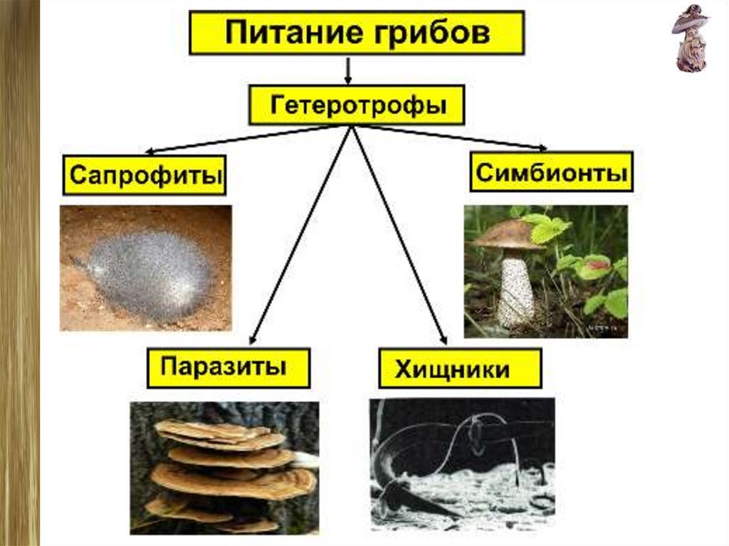 Питание и размножение грибов 6 класс презентация