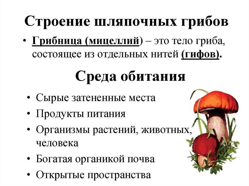 Презентация по биологии общая характеристика грибов 7 класс