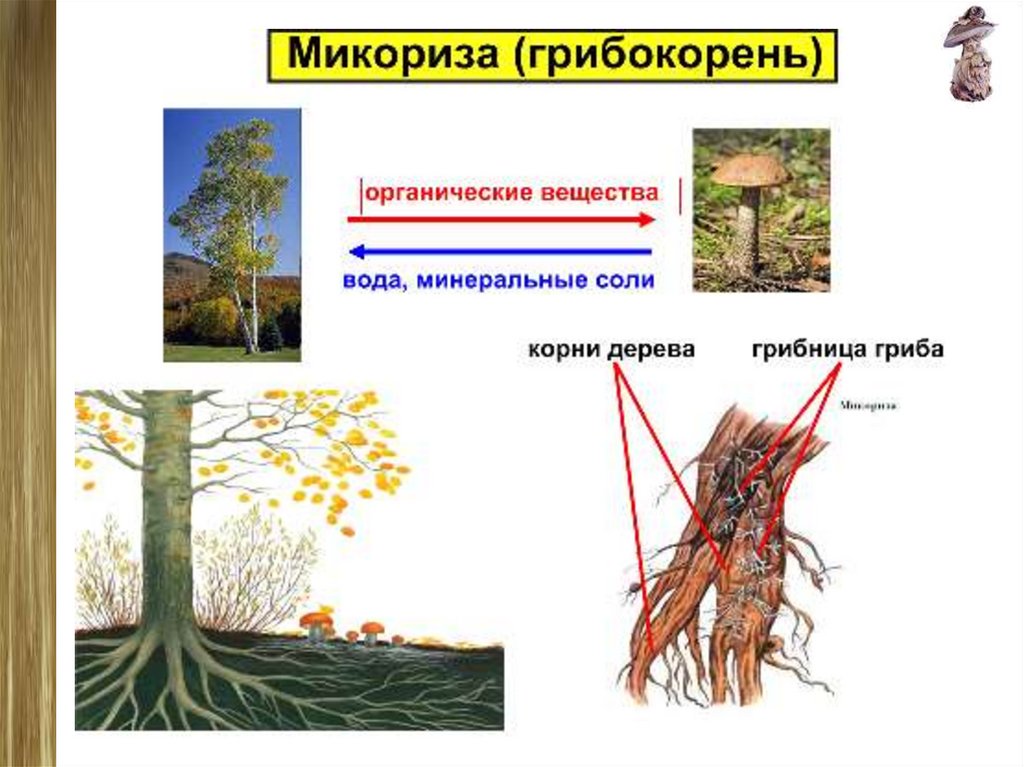 В чем проявляется симбиоз гриба. Симбиоз гриба и дерева. Симбиоз грибов и деревьев. Опишите симбиоз гриба и дерева. Демонстрационный макет о симбиозе грибов и деревьев.