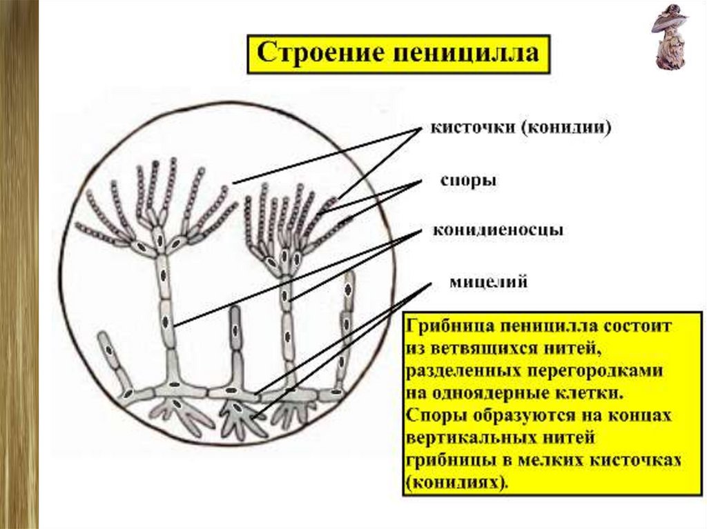 Рисунок пеницилла с подписями