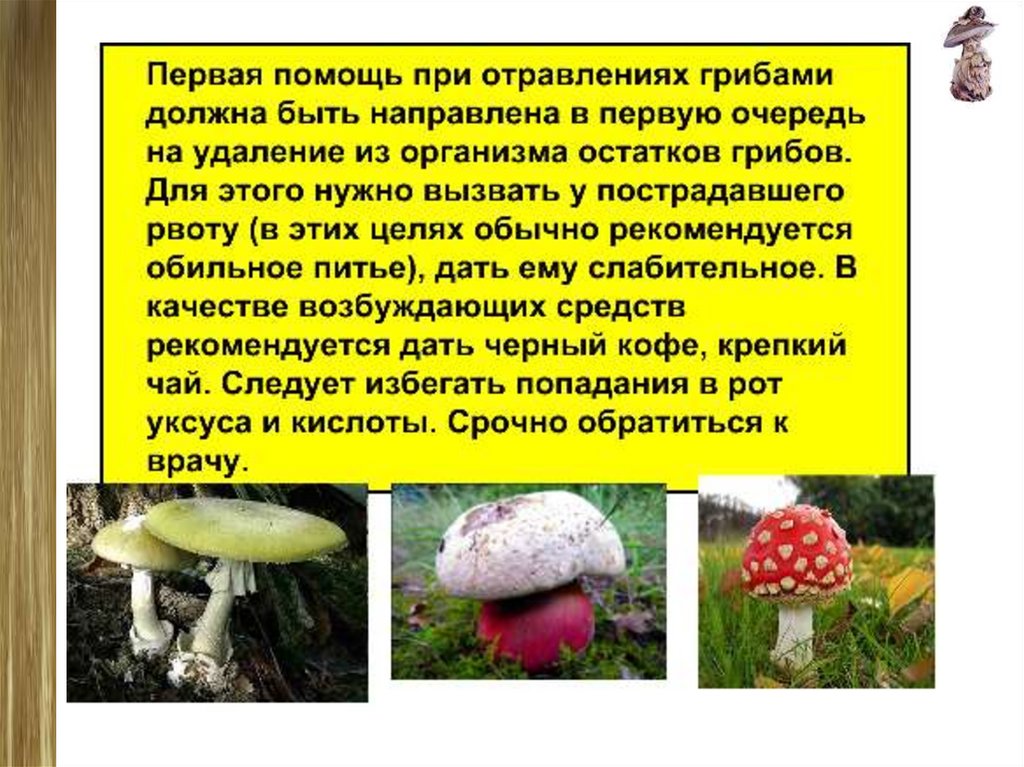 Грибы презентация 5 класс. Презентация на тему разнообразие грибов. Конспект на тему грибы. Конспект по биологии грибы. Презентация грибы 6 класс биология.