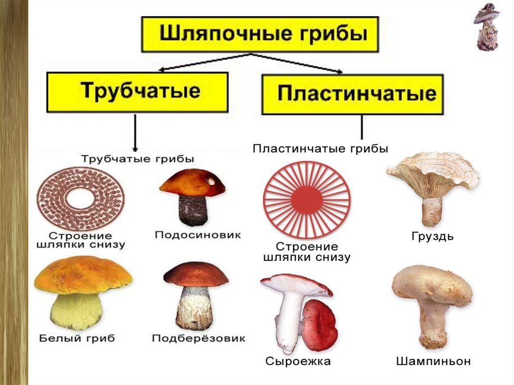 Три примера шляпочных грибов