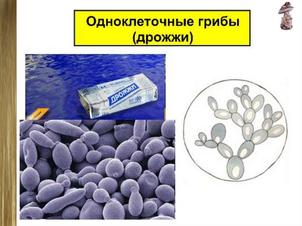 Что такое дрожжи в биологии. Одноклеточные дрожжи. Одноклеточные грибы дрожжи. Жизнедеятельность дрожжей.