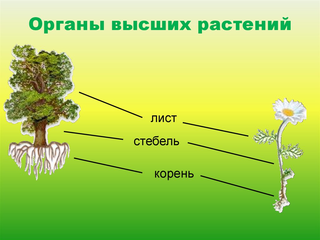 Тело высших растений состоит. Органы высшего растения. Организм высших растений. Строение растения высшие органы. Основные органы высшего растения.