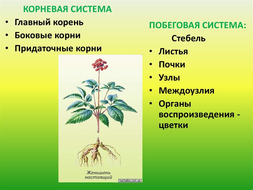 Корень лист стебель у растения это. Корневые системы растений. Корневая и побеговая система. Побеговая система растений. Формирование корневой и побеговой системы.