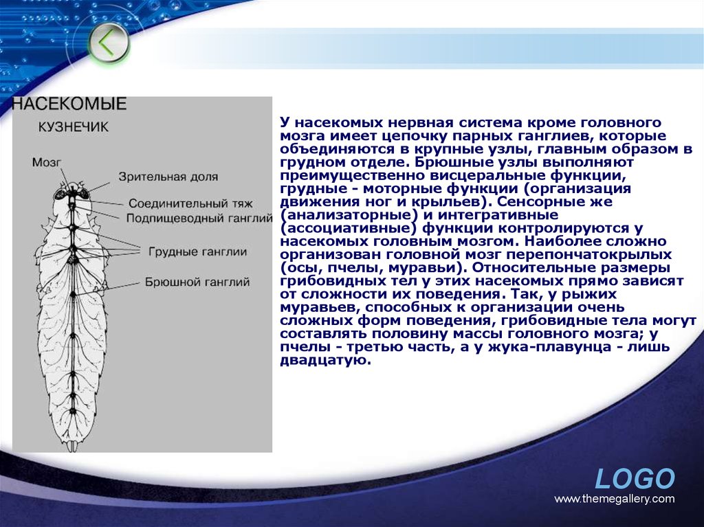 Брюшная нервная цепочка функции. Нервная система насекомых. Брюшной отдел насекомых. Нервная система насекомых представлена брюшной нервной цепочкой. Сегменты брюшной отдел насекомого.