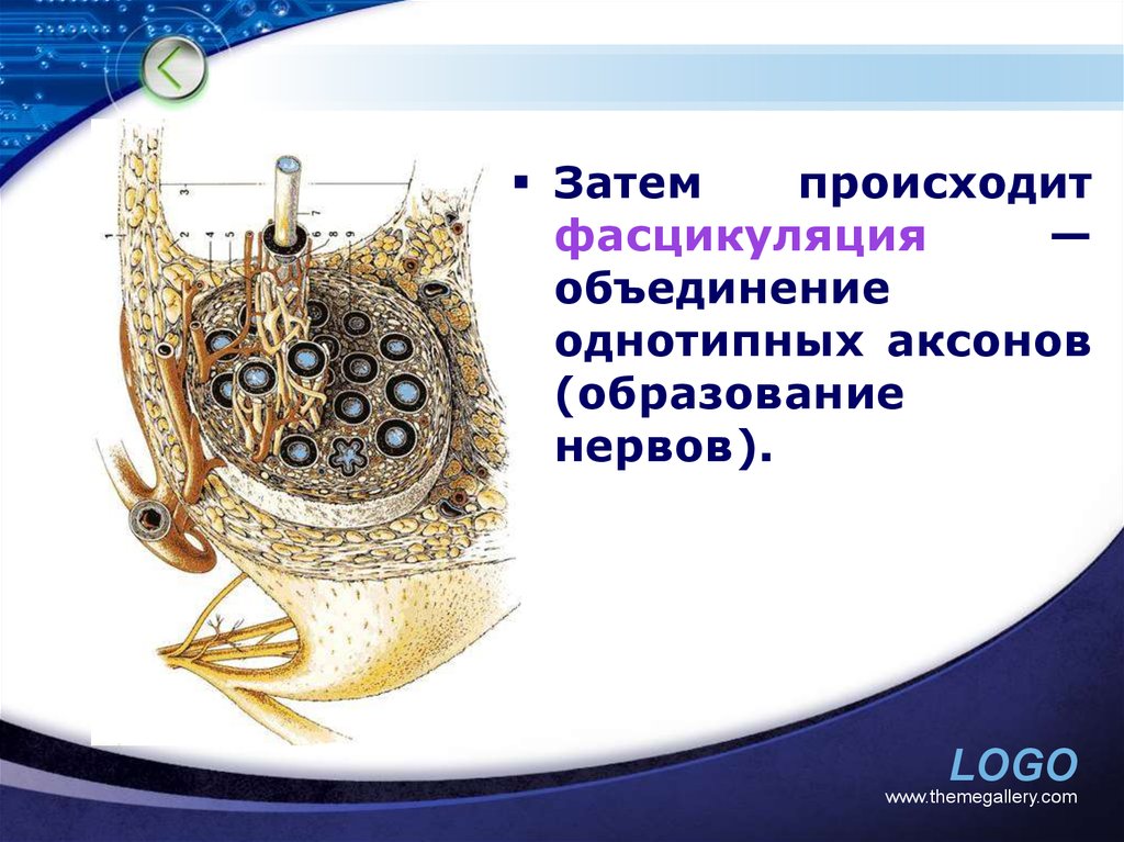 Затем происходит. Фасцикуляция причины. Доброкачественные фасцикуляции.