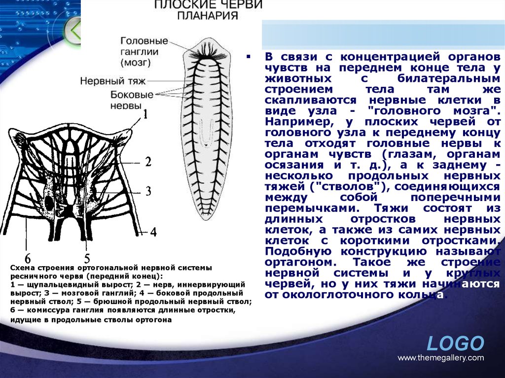 Передний конец тела это. Билатеральная нервная система. Билатеральная старческая дуга это. Какой Тип нервной системы у губки.