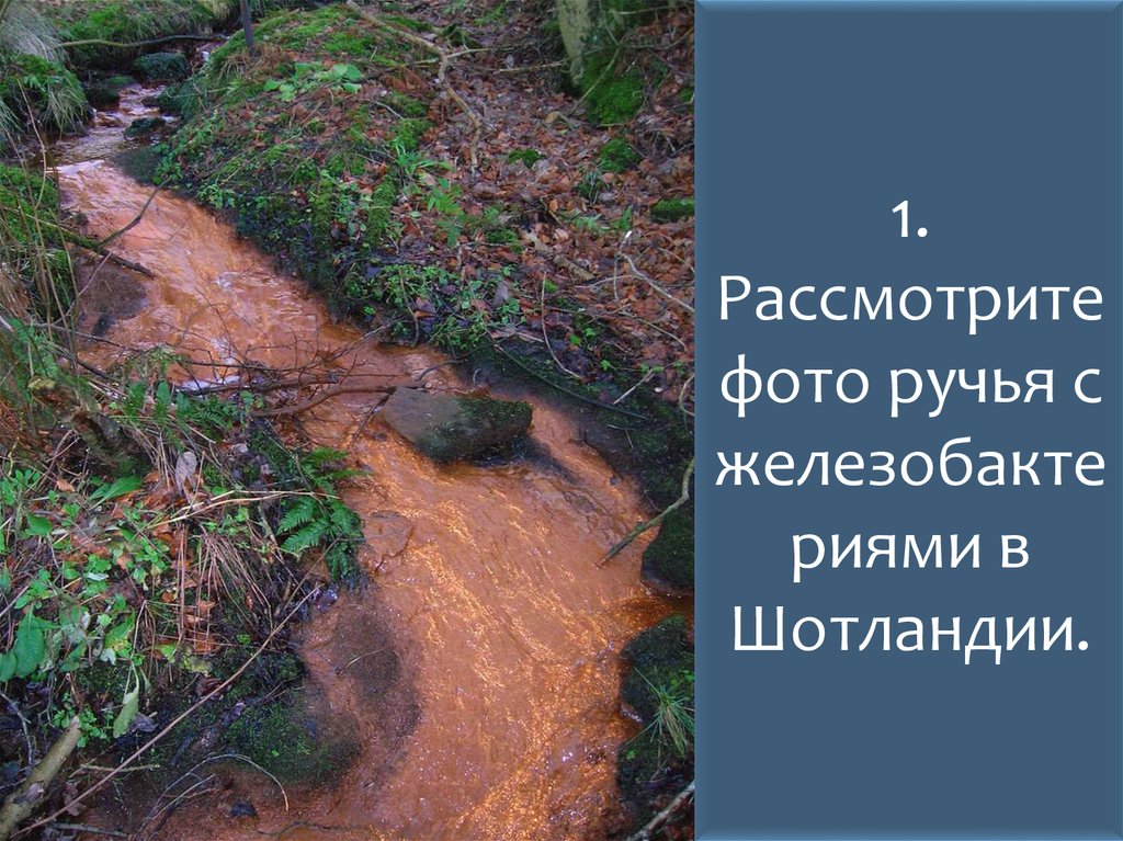 1. Рассмотрите фото ручья с железобактериями в Шотландии.
