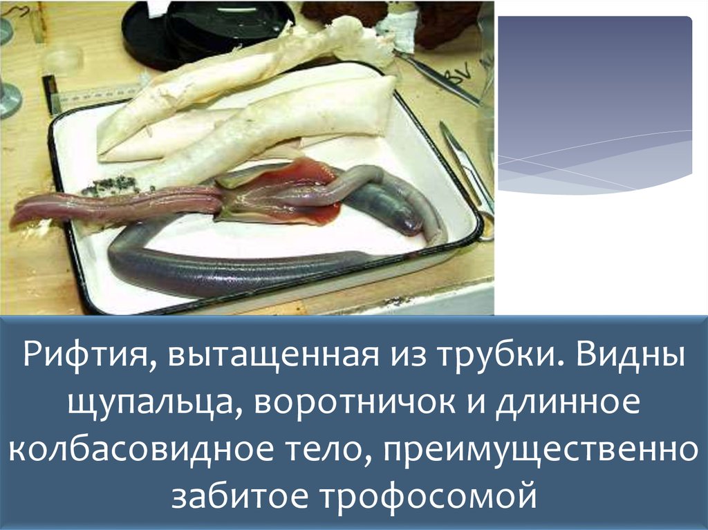 Рифтия, вытащенная из трубки. Видны щупальца, воротничок и длинное колбасовидное тело, преимущественно забитое трофосомой